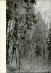 Ewidencja parkowa, skan nr 31