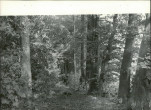 Ewidencja parkowa, skan nr 23