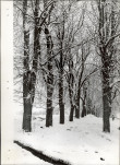 Ewidencja parkowa, skan nr 22