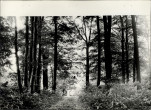 Ewidencja parkowa, skan nr 26