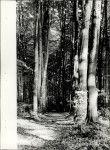 Ewidencja parkowa, skan nr 34