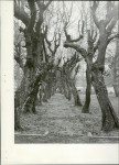 Ewidencja parkowa, skan nr 20