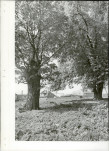 Ewidencja parkowa, skan nr 13
