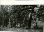 Ewidencja parkowa, skan nr 26