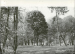 Ewidencja parkowa, skan nr 17