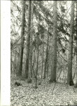 EP - Ewidencja parkowa, skan nr 34