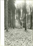 EP - Ewidencja parkowa, skan nr 36