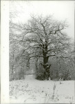 Ewidencja parkowa, skan nr 21