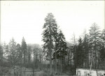 Ewidencja parkowa, skan nr 18