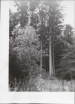 Ewidencja parkowa, skan nr 46