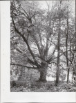 Ewidencja parkowa, skan nr 52