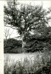 Ewidencja parkowa, skan nr 26