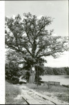 Ewidencja parkowa, skan nr 49
