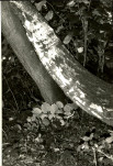 Ewidencja parkowa, skan nr 87