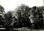 Ewidencja parkowa, skan nr 26