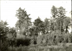 Ewidencja parkowa, skan nr 28