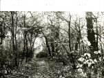 Ewidencja parkowa, skan nr 26