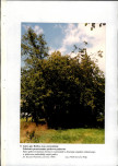 EP - Ewidencja parkowa, skan nr 36