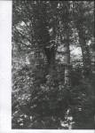 EP - Ewidencja parkowa, skan nr 63