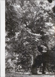 EP - Ewidencja parkowa, skan nr 62
