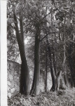 EP - Ewidencja parkowa, skan nr 74