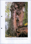 Ewidencja parkowa, skan nr 24