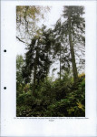 Ewidencja parkowa, skan nr 26