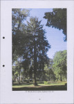 Ewidencja parkowa, skan nr 49