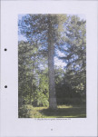 Ewidencja parkowa, skan nr 50