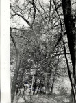 Ewidencja parkowa, skan nr 46