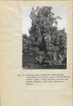 EP - Ewidencja parkowa, skan nr 97