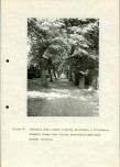 EP - Ewidencja parkowa, skan nr 96