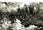 EP - Ewidencja parkowa, skan nr 118