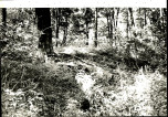 EP - Ewidencja parkowa, skan nr 124